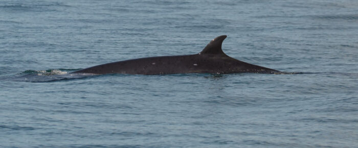 Minke whale on Salmon Bank