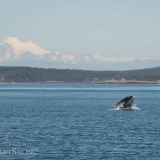 Leaping minke whale and a sail around Lopez to Orcas