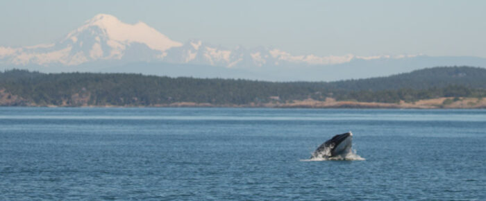 Leaping minke whale and a sail around Lopez to Orcas