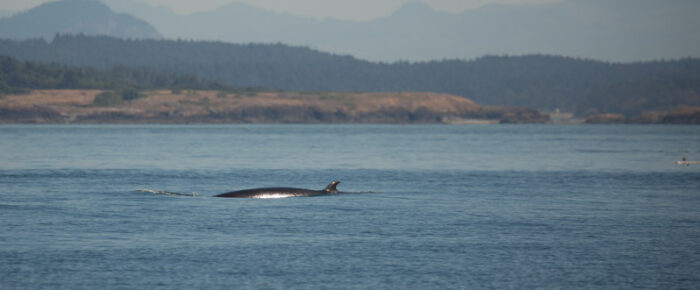 Finding a minke on Salmon Bank