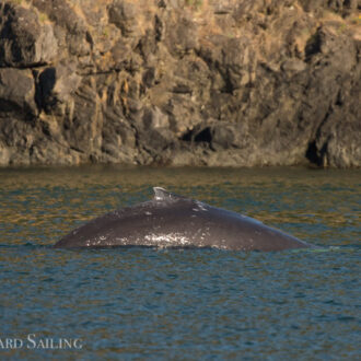 Sailing with a new humpback whale