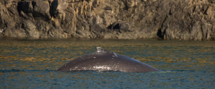 Sailing with a new humpback whale