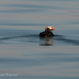 Humpback whale, minke whales and tufted puffins