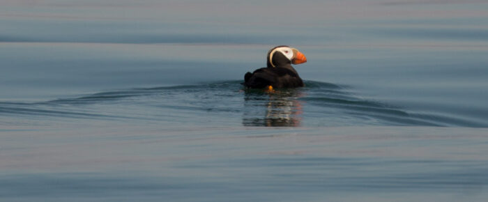 Humpback whale, minke whales and tufted puffins