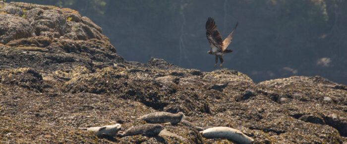 Harbor seals and bald eagles