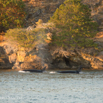 Orcas T77C and T77D along Shaw Island