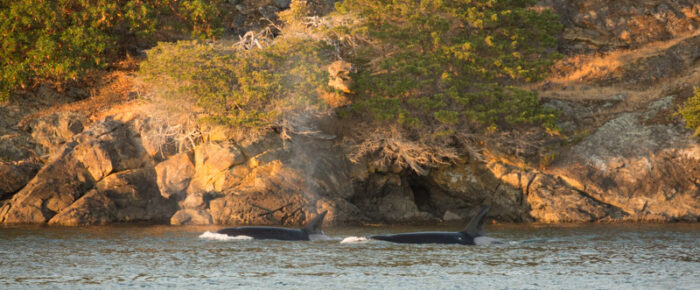 Orcas T77C and T77D along Shaw Island