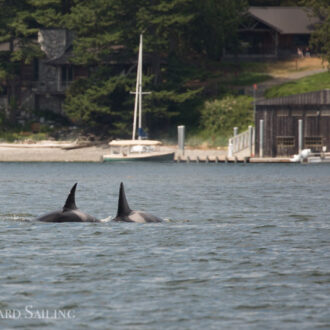 Orcas T77C and T77D and a sail to New Channel