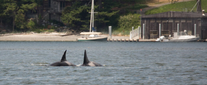 Orcas T77C and T77D and a sail to New Channel