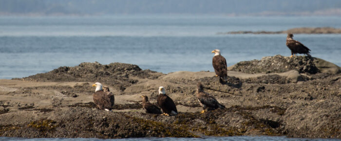 Orcas T77C and T77D in West Sound again plus eaglepalooza on Cactus Island