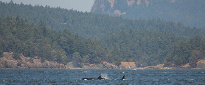 Biggs/Transient orcas T46B’s pass Friday Harbor