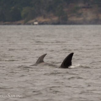 T49C outside Friday Harbor and T37A’s north from Lopez Sound