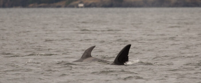 T49C outside Friday Harbor and T37A’s north from Lopez Sound