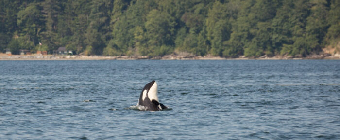 Orcas T34’s and T37’s in Guemes Channel