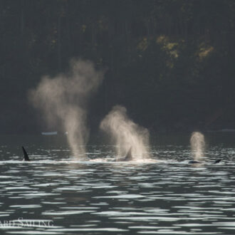 Orcas T36A2 and T36A3 with T137’s southbound from Lawrence Pt and a minke bottom of Upright Channel