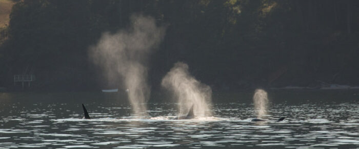 Orcas T36A2 and T36A3 with T137’s southbound from Lawrence Pt and a minke bottom of Upright Channel