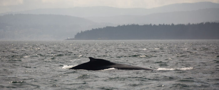 A pair of Humpback whales and Southern Resident orcas from L pod