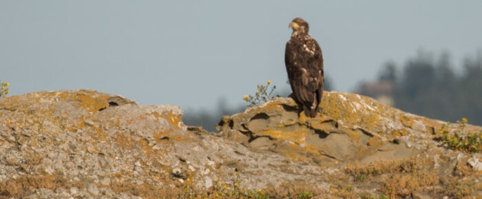 Bald eagle bonanza on Flattop Island