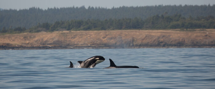 Minke whales and Biggs Orcas T37A’s