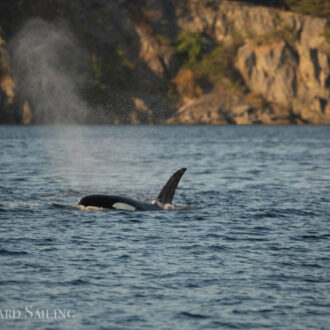 Biggs orcas T37A’s near East Sound