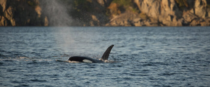 Biggs orcas T37A’s near East Sound