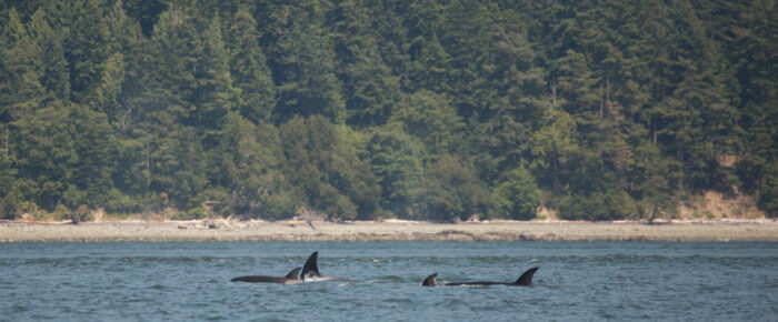 Biggs/Transient Orcas T37A’s in Rosario Strait