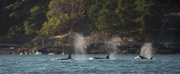 Strong winds and an orca encounter with the T37’s