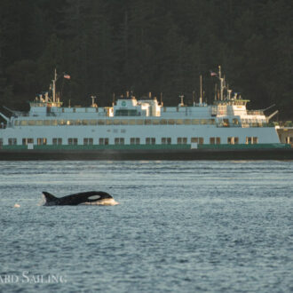 Sunset sail with Biggs/Transient orcas T34’s