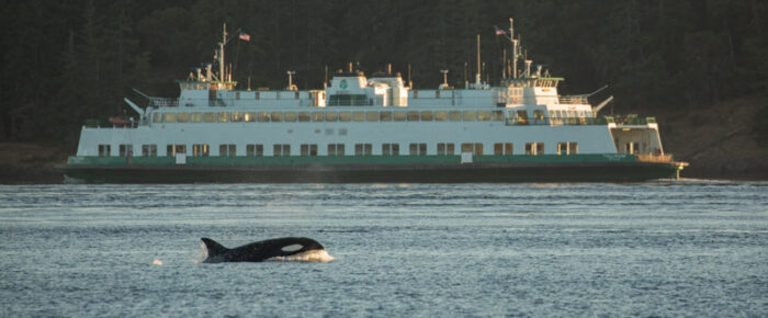 Sunset sail with Biggs/Transient orcas T34’s