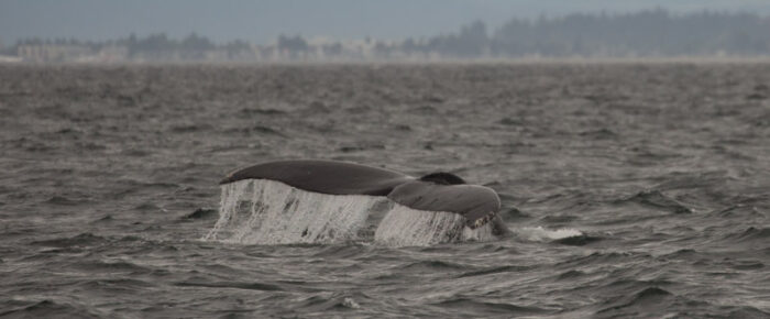 Sailing with humpback whales BCX1251 ‘Orion’ and BCY0267 ‘Wilkinson’