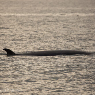 Sunset sail with two minke whales