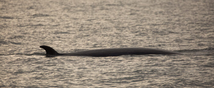 Sunset sail with two minke whales