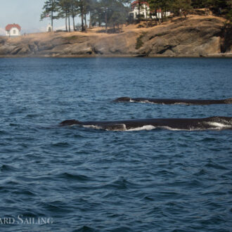 Sail around Stuart Island with humpbacks BCY0324 “Big Mama” & MMX0120 “Ocean”