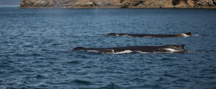 Sail around Stuart Island with humpbacks BCY0324 “Big Mama” & MMX0120 “Ocean”