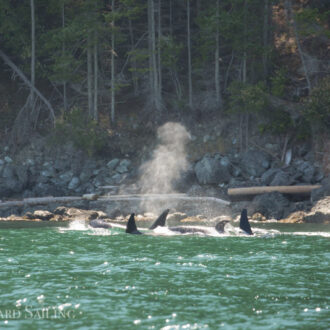 A sail with Biggs/Transient orcas T65A’s in Rosario Strait