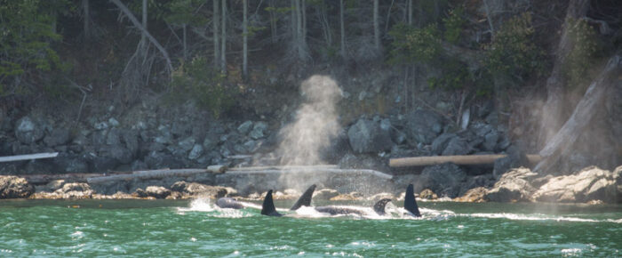 A sail with Biggs/Transient orcas T65A’s in Rosario Strait