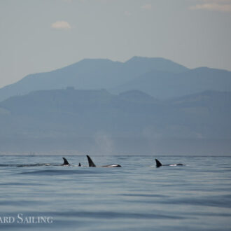 Sailing with Biggs/Transient orcas T37A’s, T65A’s, and T137’s