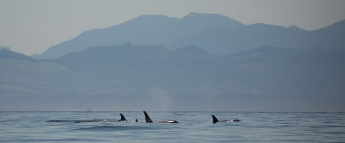 Sailing with Biggs/Transient orcas T37A’s, T65A’s, and T137’s