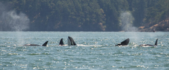 Full day sailing with orcas: T37A’s, T65A’s, T137’s, T36A2 & T36A3