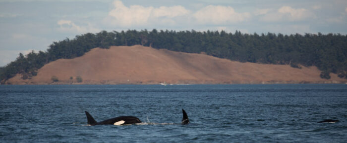 A distant view of humpback “Scratchy” and a trio of orcas T77C, T77D and T49A2