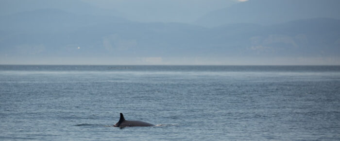 Sailing south to Salmon Bank and finding a minke whale