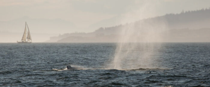 A wildlife tour with a humpback, sunset and moon rise