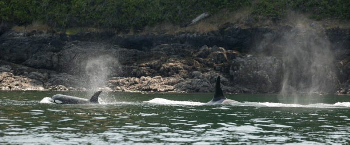 Orcas in San Juan Channel- T65A’s and the T37A’s