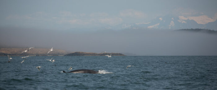 Foggy sail and a minke whale on Salmon Bank