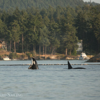 Sailing with orcas T60’s with T2B near Kellett Bluff