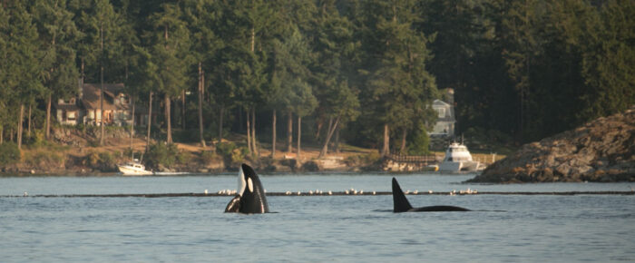 Sailing with orcas T60’s with T2B near Kellett Bluff