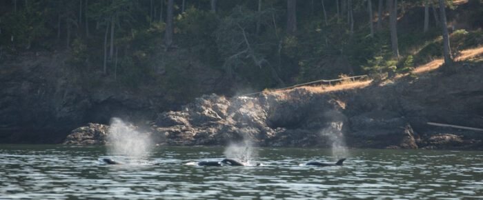 Biggs/Transient orcas T37A’s on the west side of San Juan