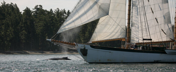 Humpback BCY0660 “Raptor” passes Friday Harbor