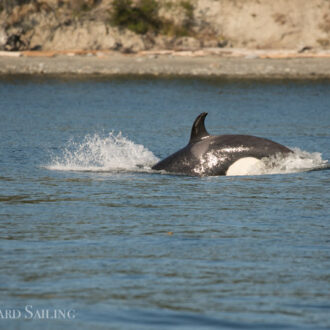 A sail with Biggs/Transient Orcas T65A’s