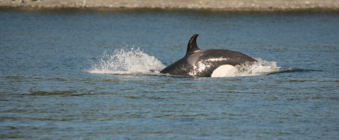 A sail with Biggs/Transient Orcas T65A’s